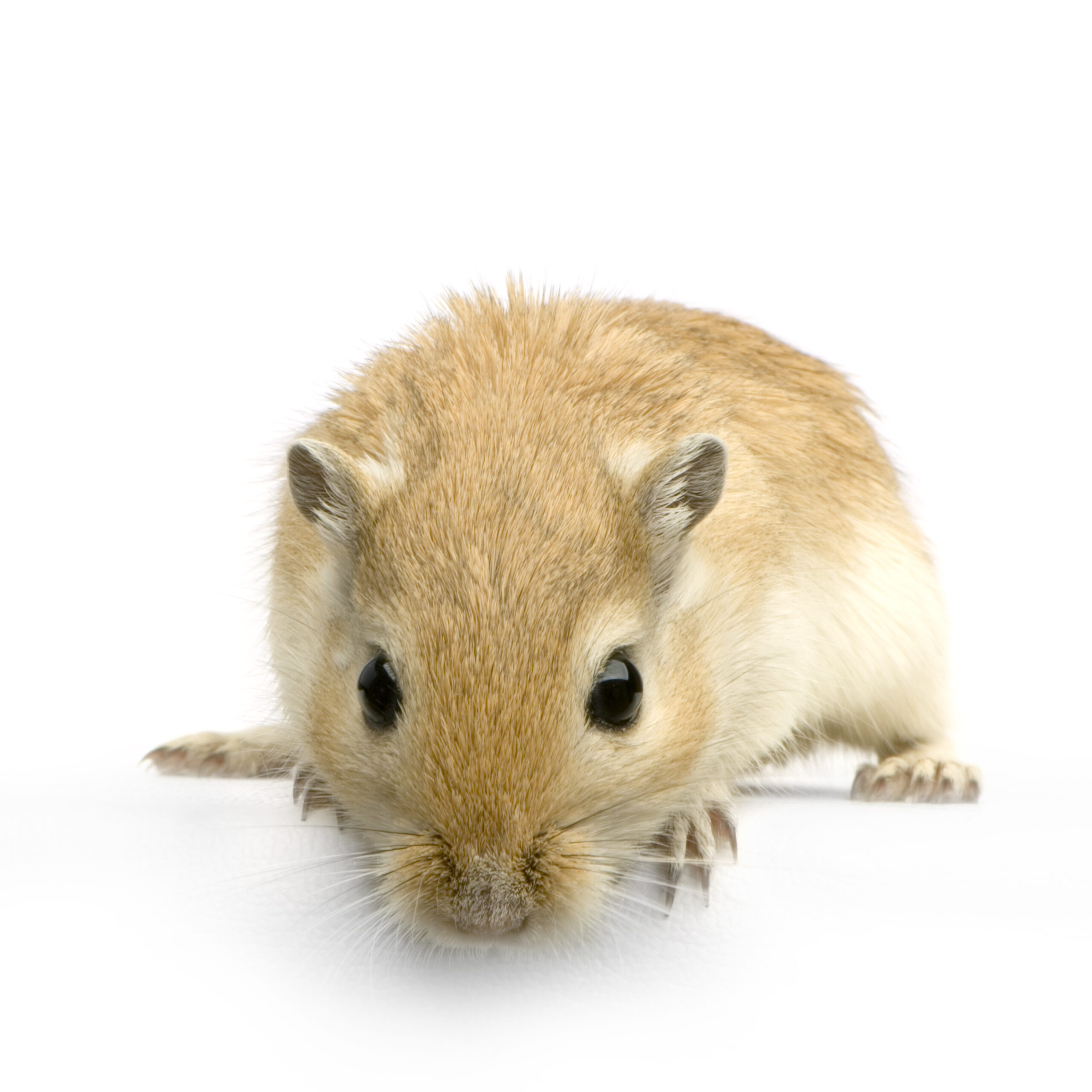 Gerbil in front of a white background