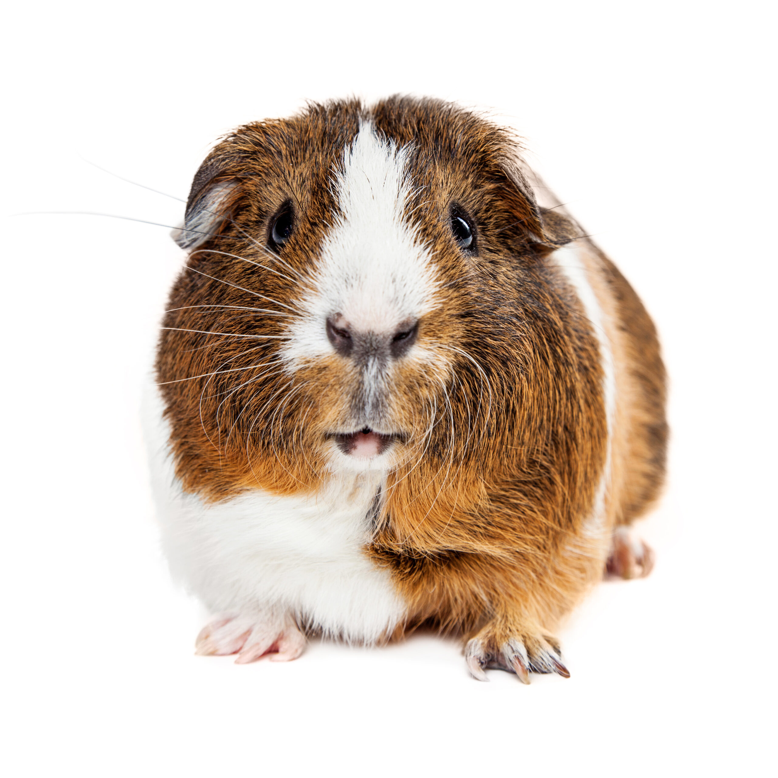 Cute guinea pig pet sitting on white background looking forward into camera