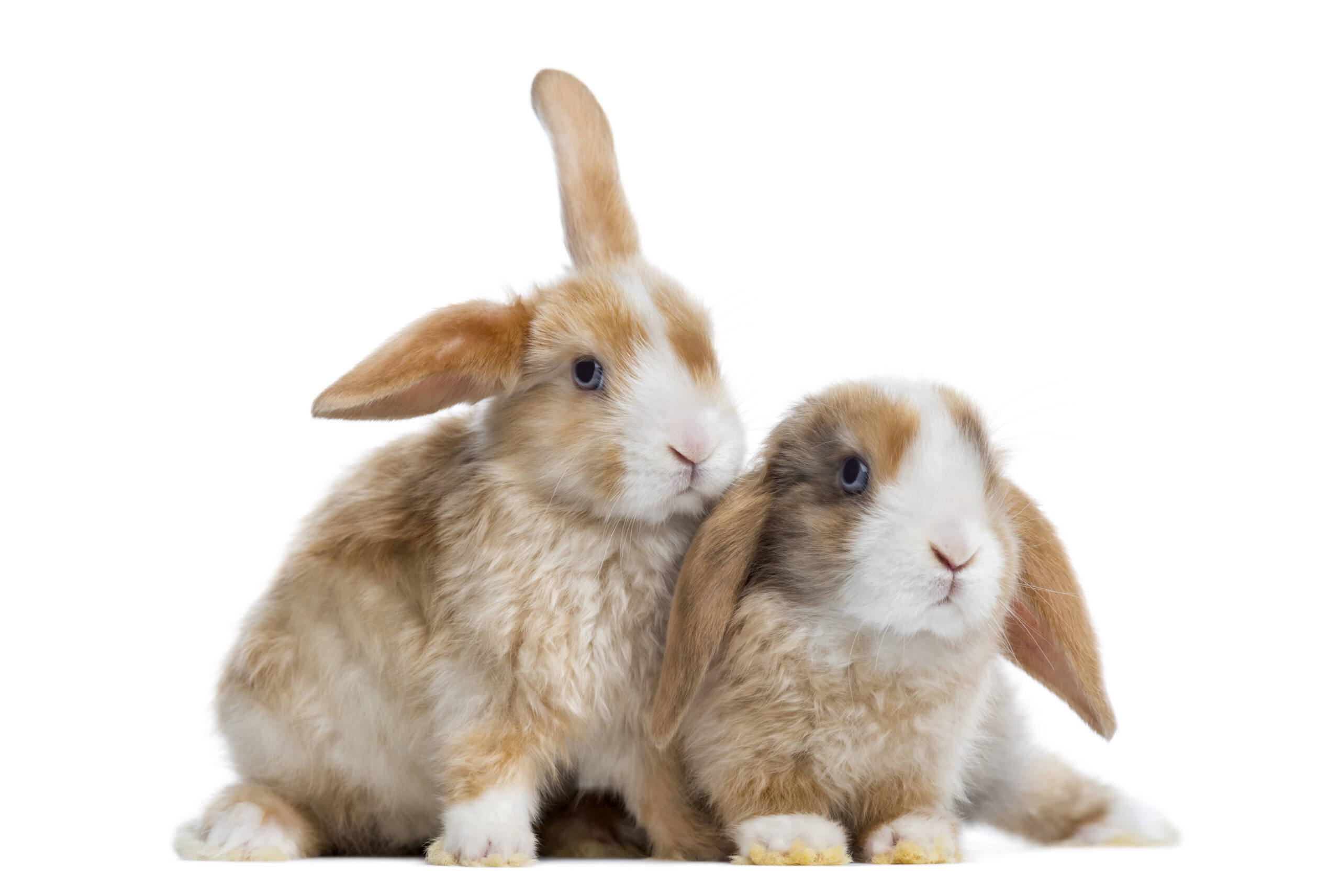 Two Satin Mini Lop rabbits next to each other, isolated on white