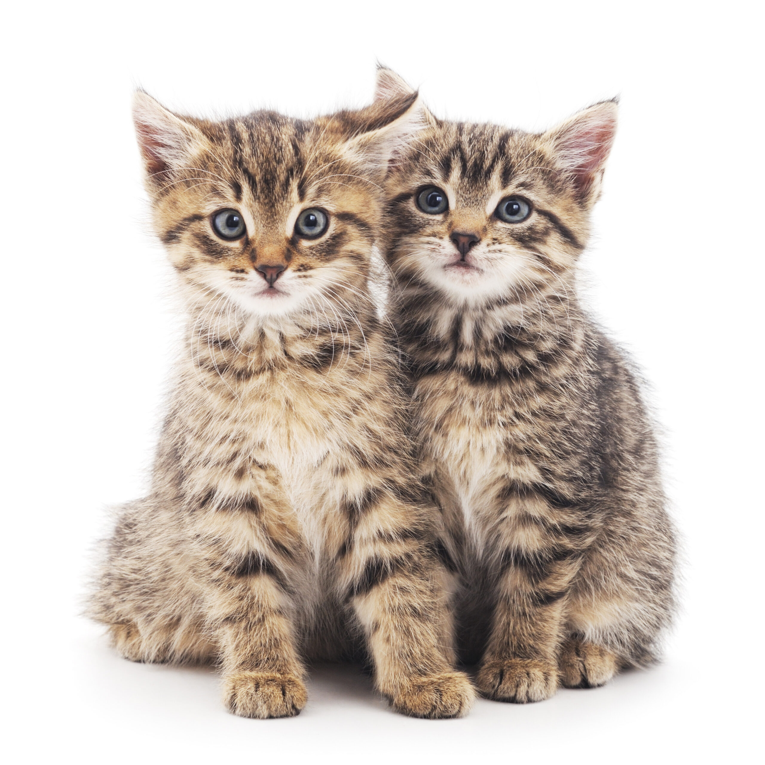 cat, kitten, pet, isolate