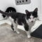 Violet’s Dain KITTEN RM