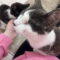 Violet’s Dain KITTEN RM