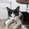 Violet’s Dain KITTEN RM