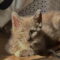 Delphine’s Lance KITTEN