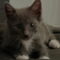 Delphine’s Lance KITTEN