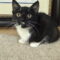 Chalupa Supreme KITTEN