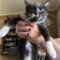 Cheesy Gordita Crunch KITTEN