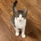 Peppa KITTEN