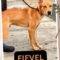 Fievel SCAS