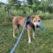 Charlie Puppers Lonestar