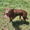 Kay Kyser GCH