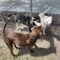 Kay Kyser GCH