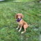 Junebug Lonestar
