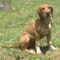 Junebug Lonestar