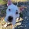Olive Mini Pittie
