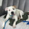 Olive Mini Pittie