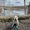Olive Mini Pittie