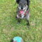 Ollie (Noah) Alabama
