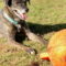 Ollie (Noah) Alabama