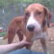Pongo Beaufort