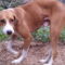 Pongo Beaufort