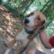 Pongo Beaufort