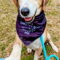 Pongo Beaufort