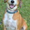 Pongo Beaufort