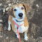 Pongo Beaufort