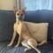 Prospect GCH
