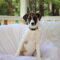 Remi (Bambi) Lonestar