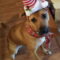 Shelby (Sadie)