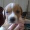 Shelby (Sadie)