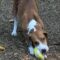 Pongo Beaufort